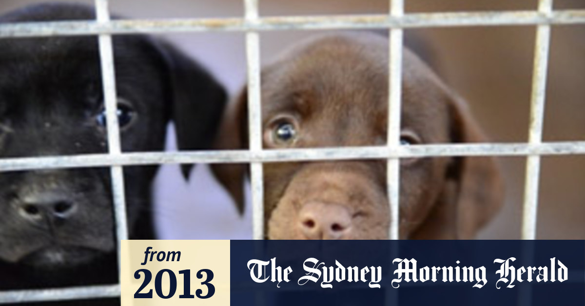 Can You Visit A Dog In Quarantine In Australia